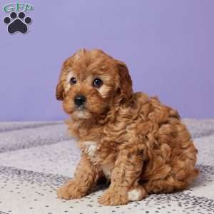 Captain, Cavapoo Puppy